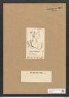 Berkeleya capitata (Kuetz.) Grun. (de-Toni-Nr.: Genus 21, Species 1231) Zeichnungen Sammlung Grunow Nr. 2372 (NHMW-BOT-W0369506)
